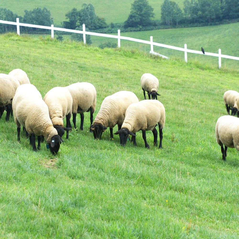 羊毛の産地「Suffolk -サフォーク-」について | 丸三綿業株式会社